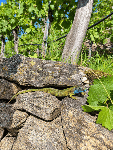 Eidechse auf einer Trockensteinmauer im Weingarten in der Wachau