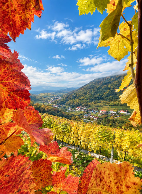 Herbstlich gefärbtes Weinlaub mit Blick über die Weingärten der Wachau