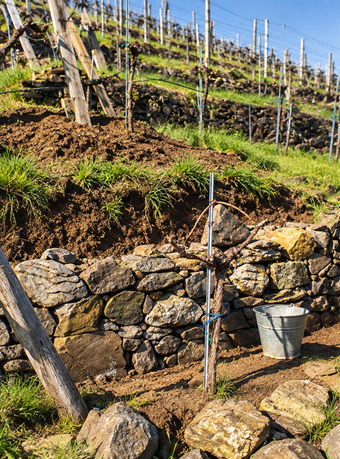 Trockensteinmauer einer Weinterrasse mit Rebstöcken im Steilhang der Wachau