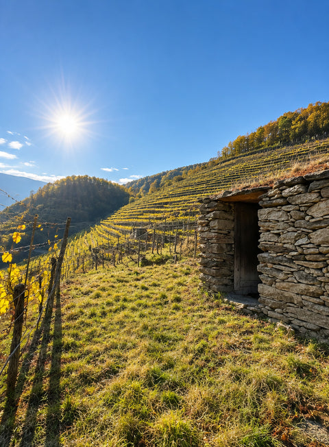 Steinerne Weingartenhütte zwischen den Weinterrassen der Wachau
